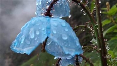 رواية مهرة العز الفصل 22بقلم مريم حسين 